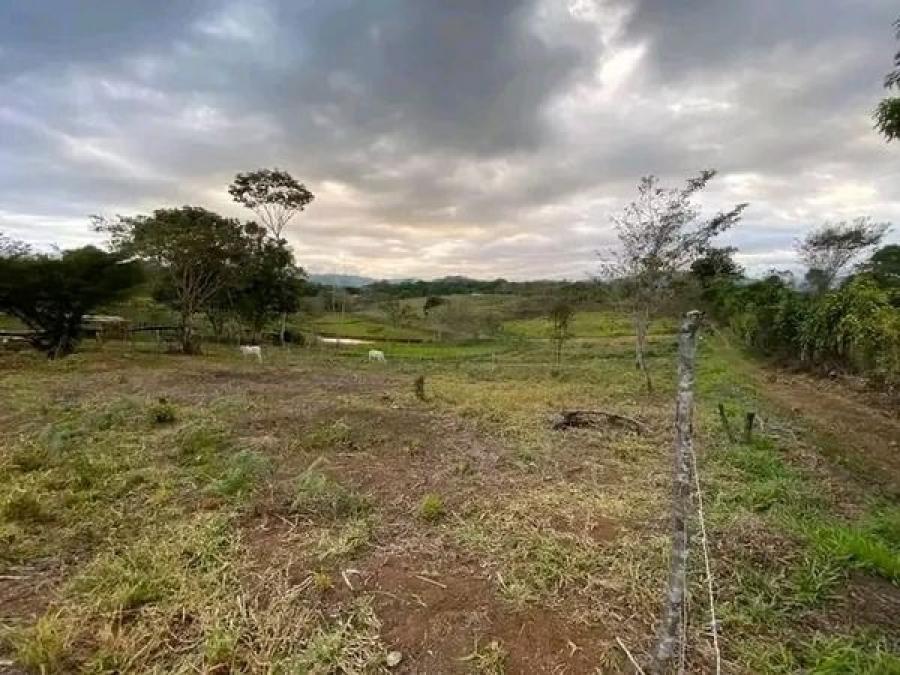 Foto Terreno en Venta en La Granja, Palmares, Alajuela - ¢ 18.000.000 - TEV109062 - BienesOnLine