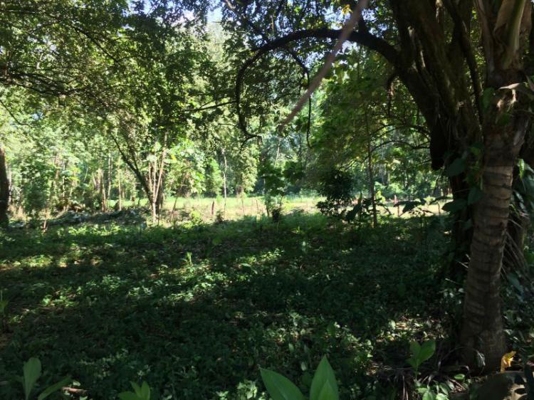 Hermoso lote en Uvita, Osa