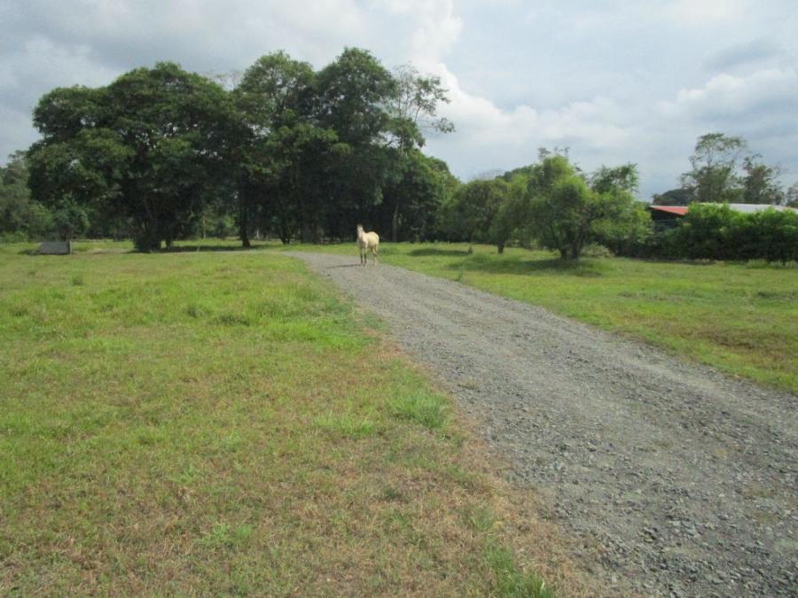 Foto Terreno en Venta en La Colonia de Gupiles, Pococ., La Colonia de Gupiles, Pococ., Limn - ¢ 50.000.000 - TEV106303 - BienesOnLine