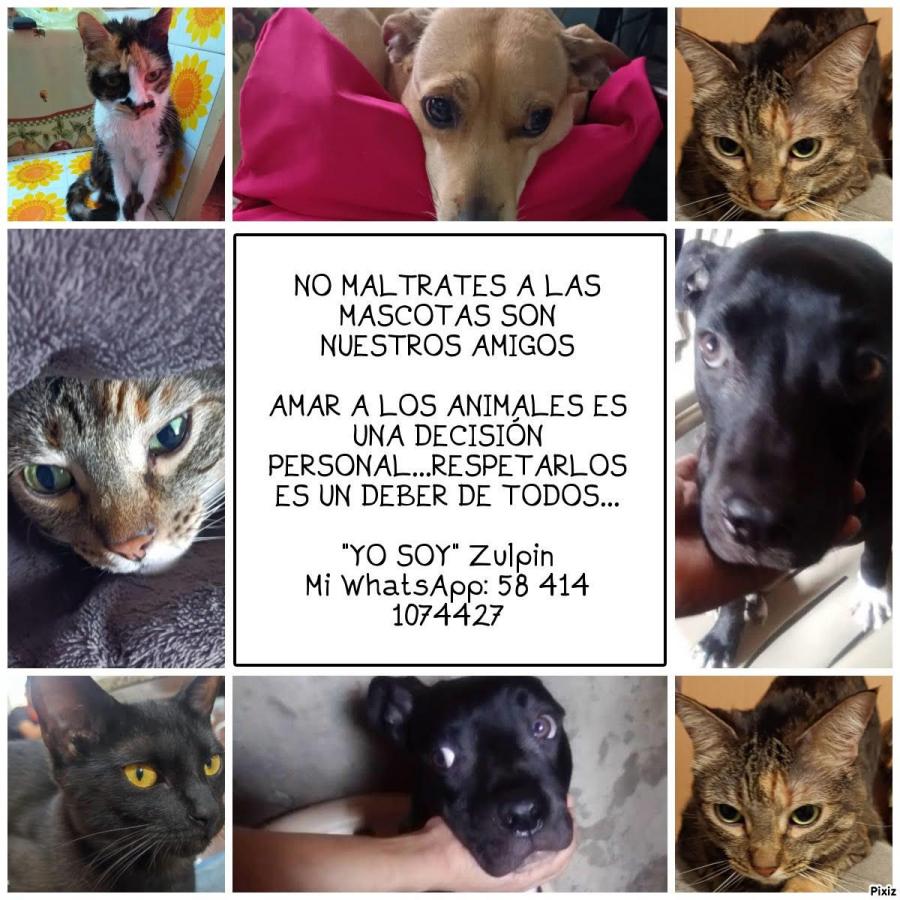 NO MALTRATES A LAS MASCOTAS  SON NUESTROS AMIGOS