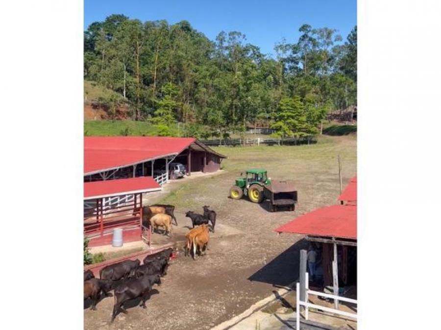 VENTA DE FINCA GANADERA, CARTAGO, TURRIALBA, TRES EQUIS