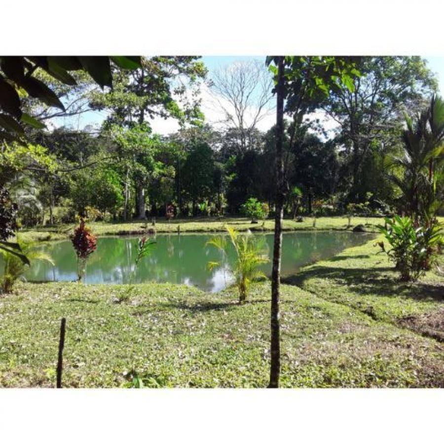 Foto Finca en Venta en San Carlos, Alajuela - ¢ 160.000.000 - FIV108763 - BienesOnLine