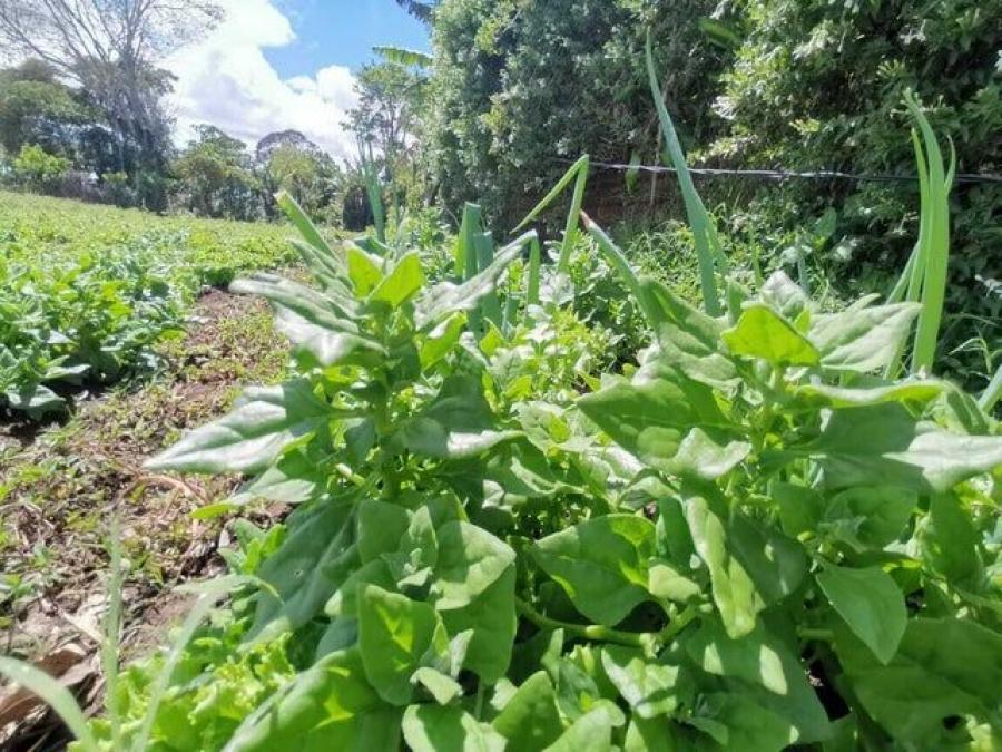 Terreno en Venta en  Dulce Nombre, Cartago