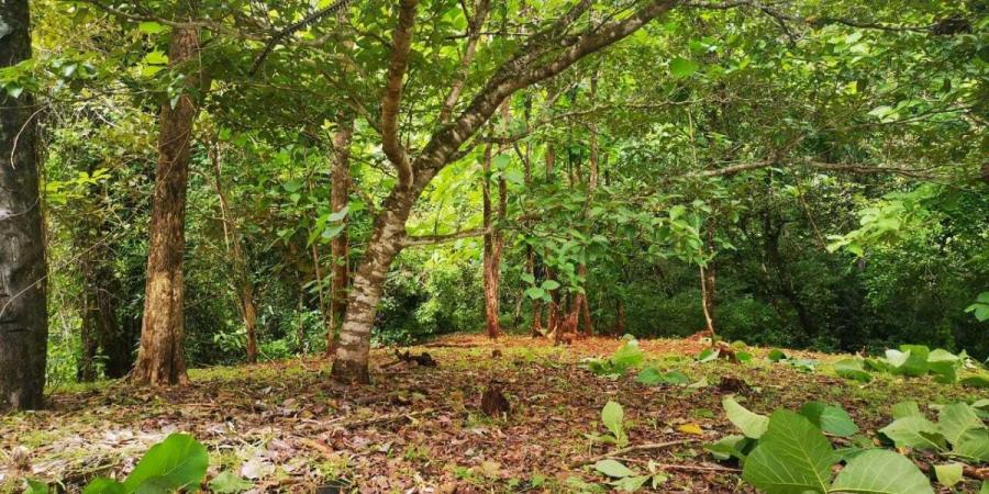 Foto Terreno en Venta en Hojancha, Guanacaste - ¢ 70.000.000 - TEV101908 - BienesOnLine