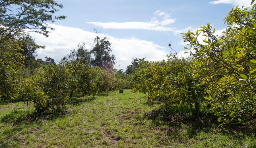 Oportunidad!! terreno de venta con aguacates organicos