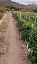 Finca en Venta en  Jalapa