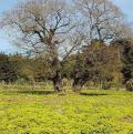 Terreno en Renta en  SantoTomás Milpas Altas ñ