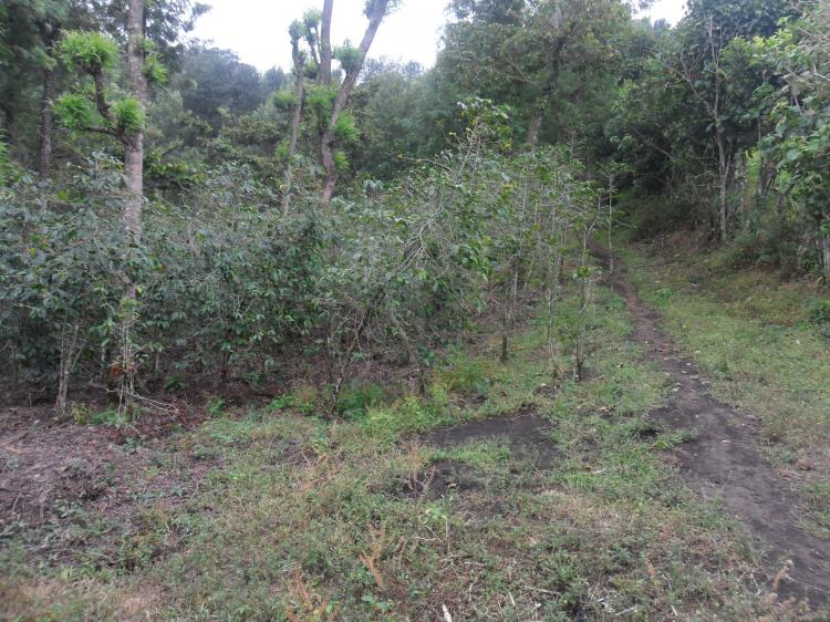 Foto Finca en Venta en EL CEDRO, EL CEDRO, CERCA DE AMATITLÁN Y PALIN, Escuintla - FIV1331 - BienesOnLine