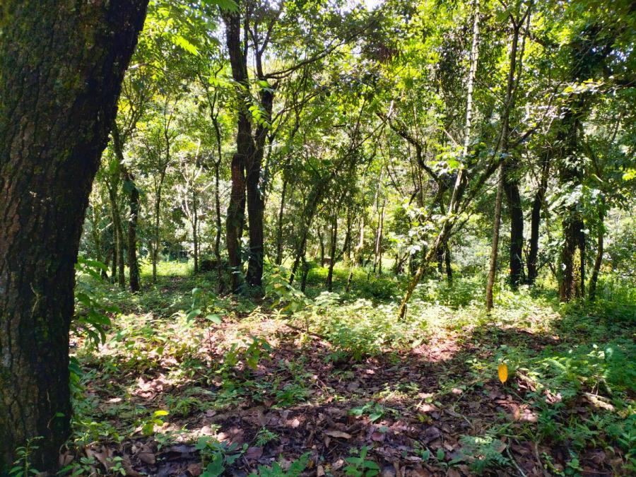 Foto Terreno en Venta en El Encinal, El Encinal zona 7 Mixco, Guatemala - U$D 212.071 - TEV18744 - BienesOnLine