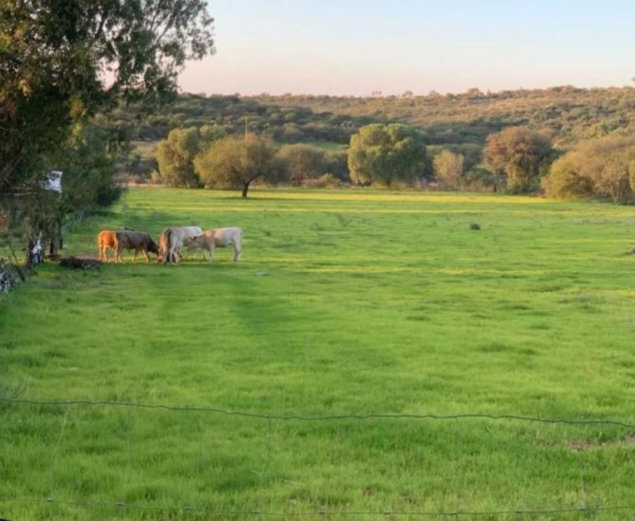 Foto Rancho en Venta en comunidad xoconostle, Dolores Hidalgo Cuna de la Independencia Nal., Guanajuato - 9 hectareas - $ 9.242.000 - RAV357985 - BienesOnLine