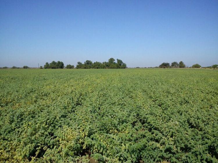 SE VENDE-  RANCHO AGRICOLA   100 Hectáreas a 8 km  al ESTE de Ciudad Constitucion, BCS