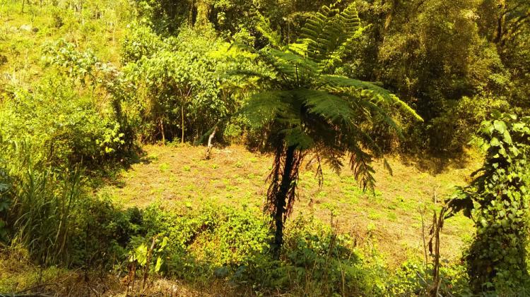 TERRENO CAMPESTRE, COATEPEC CUAHUTEMOC