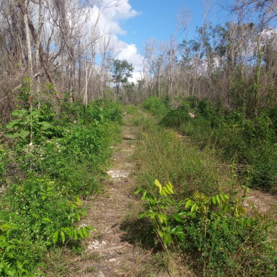 Foto Terreno en Venta en FRANCISCO UH MAY, Tulum, Quintana Roo - $ 95.000 - TEV357554 - BienesOnLine