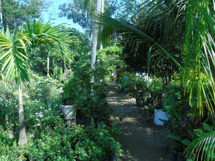 VENTA DE TERRENO EN CARRETERA ESCENICA LA ROPA IXTAPA ZIHUATANEJO