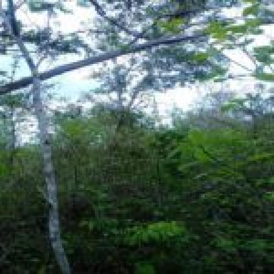 Foto Finca en Venta en Ostional Nicaragua, Rivas - U$D 81 - FIV1201 - BienesOnLine