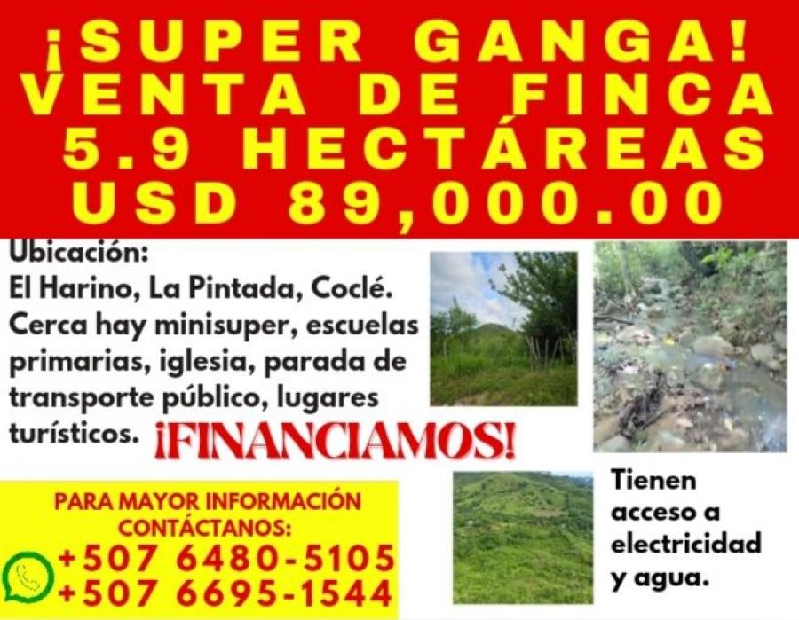 Foto Finca en Venta en El Harino, Coclé - 5 hectareas - U$D 89.000 - FIV74998 - BienesOnLine