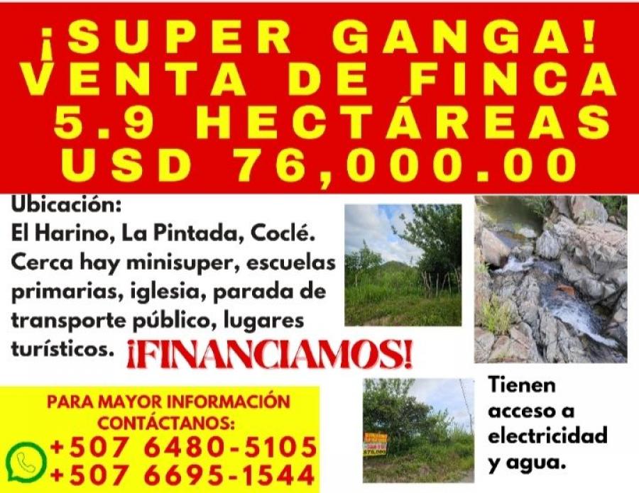 Foto Finca en Venta en El Harino, Coclé - 5 hectareas - U$D 89.000 - FIV74998 - BienesOnLine