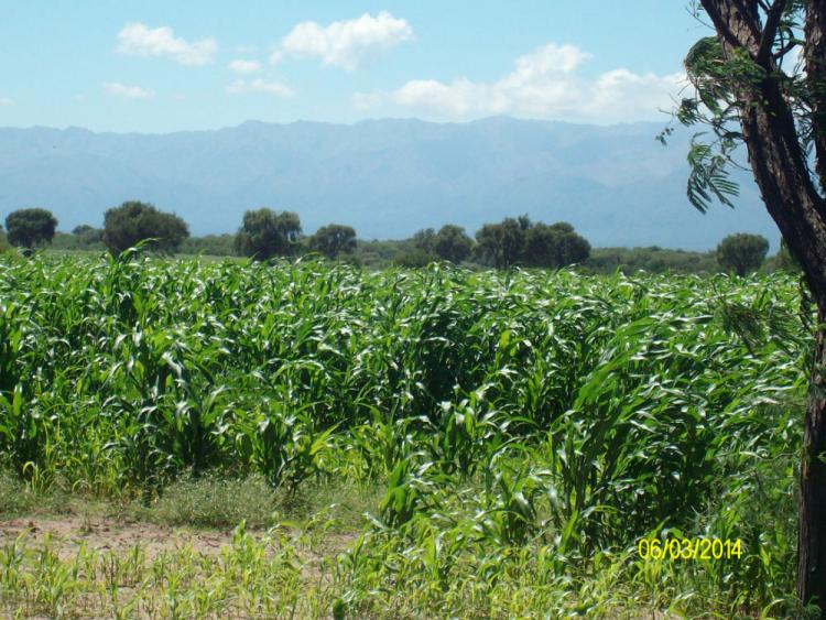 Foto Terreno en Venta en San Luis, San Luis - 10 hectareas - U$D 3.000 - TEV73447 - BienesOnLine