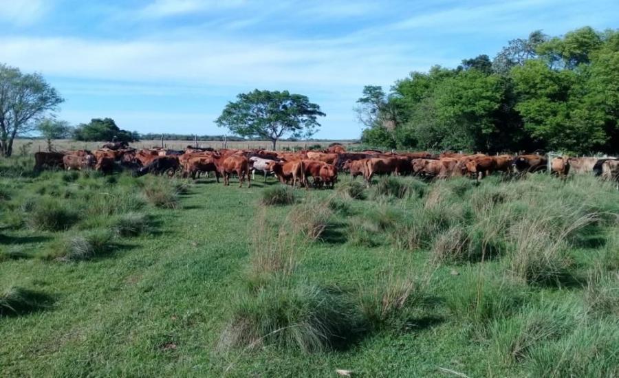 Foto Campo en Venta en TACUARAS, Ñeembucú - 1331 hectareas - U$D 2.200.000 - CPV2285 - BienesOnLine