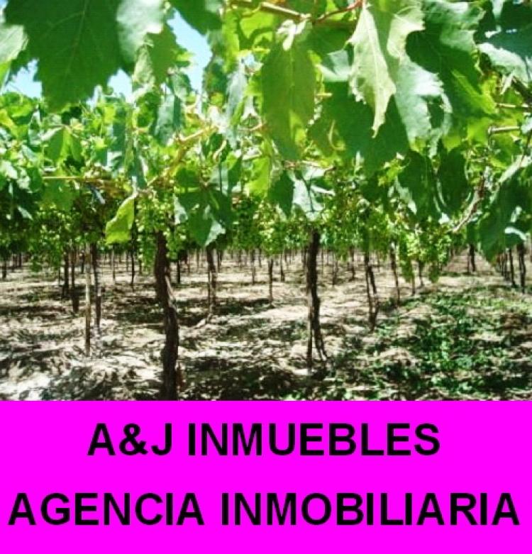 Foto Agricola en Venta en CHINCHA, Chincha - 150 hectareas - S/. 1.700.000 - AGV3350 - BienesOnLine