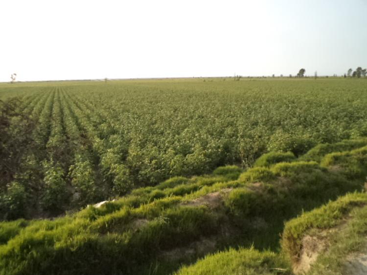 OCASIÓN TERRENO PARA USO AGRÍCOLA EN PISCO