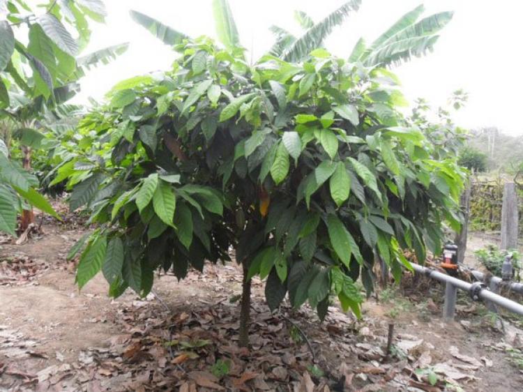 VENDO TERRENO AGRÍCOLA CACAO, FRUTALES,MADERABLES