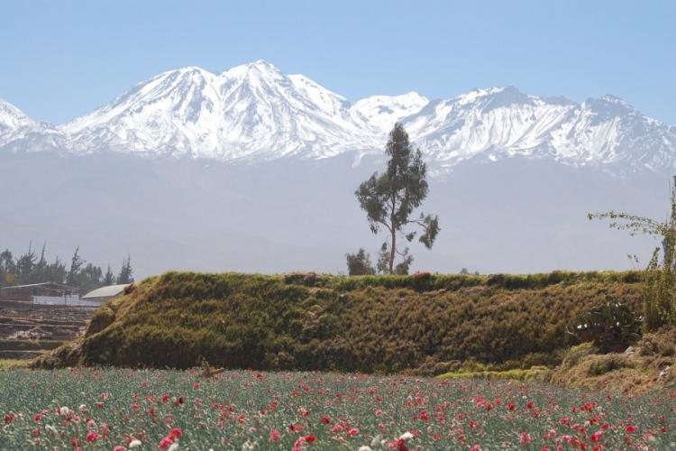 Foto Agricola en Venta en Sachaca, Arequipa - U$D 999.000 - AGV13656 - BienesOnLine