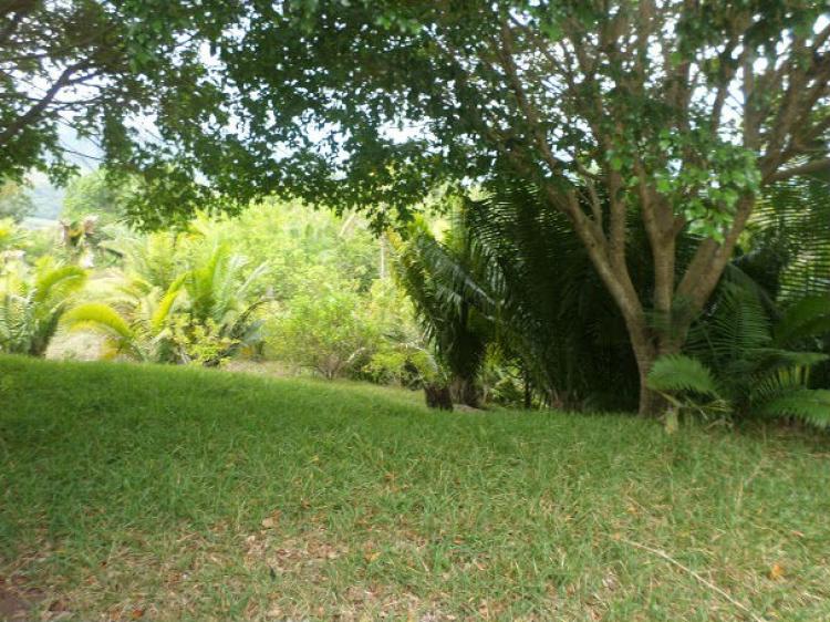 Foto Terreno en Venta en Tarapoto, San Martin - 4 hectareas - S/. 350.000 - TEV16987 - BienesOnLine