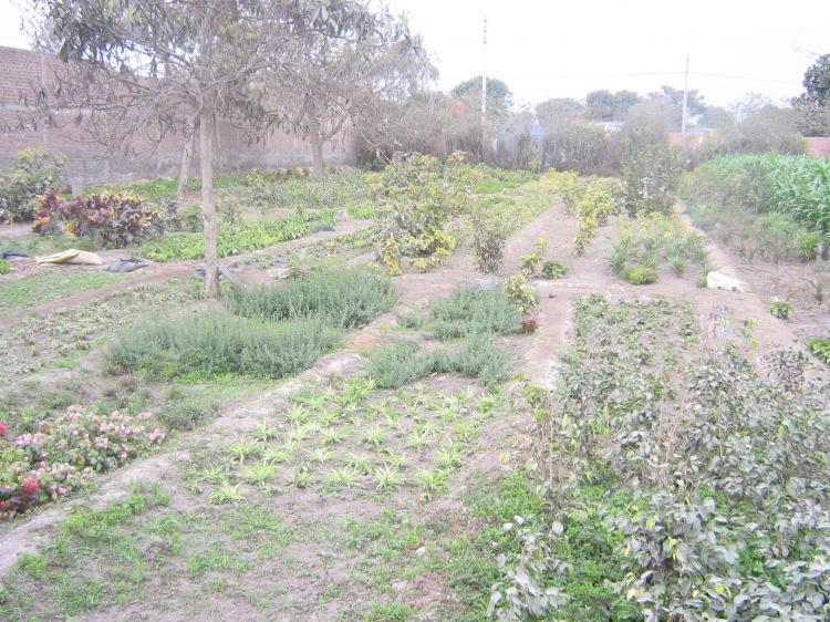 Foto Terreno en Alquiler en Lurin, Lima - TEA5567 - BienesOnLine