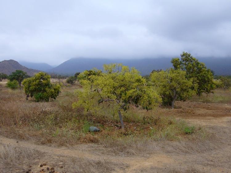 Vendo fundo de 270 hectáreas en Pampa Grande - Lambayeque