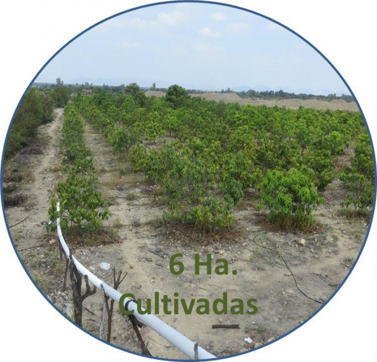 Foto Agricola en Venta en Huaca Blanca, Chepen, Chepen - U$D 175.000 - AGV15789 - BienesOnLine