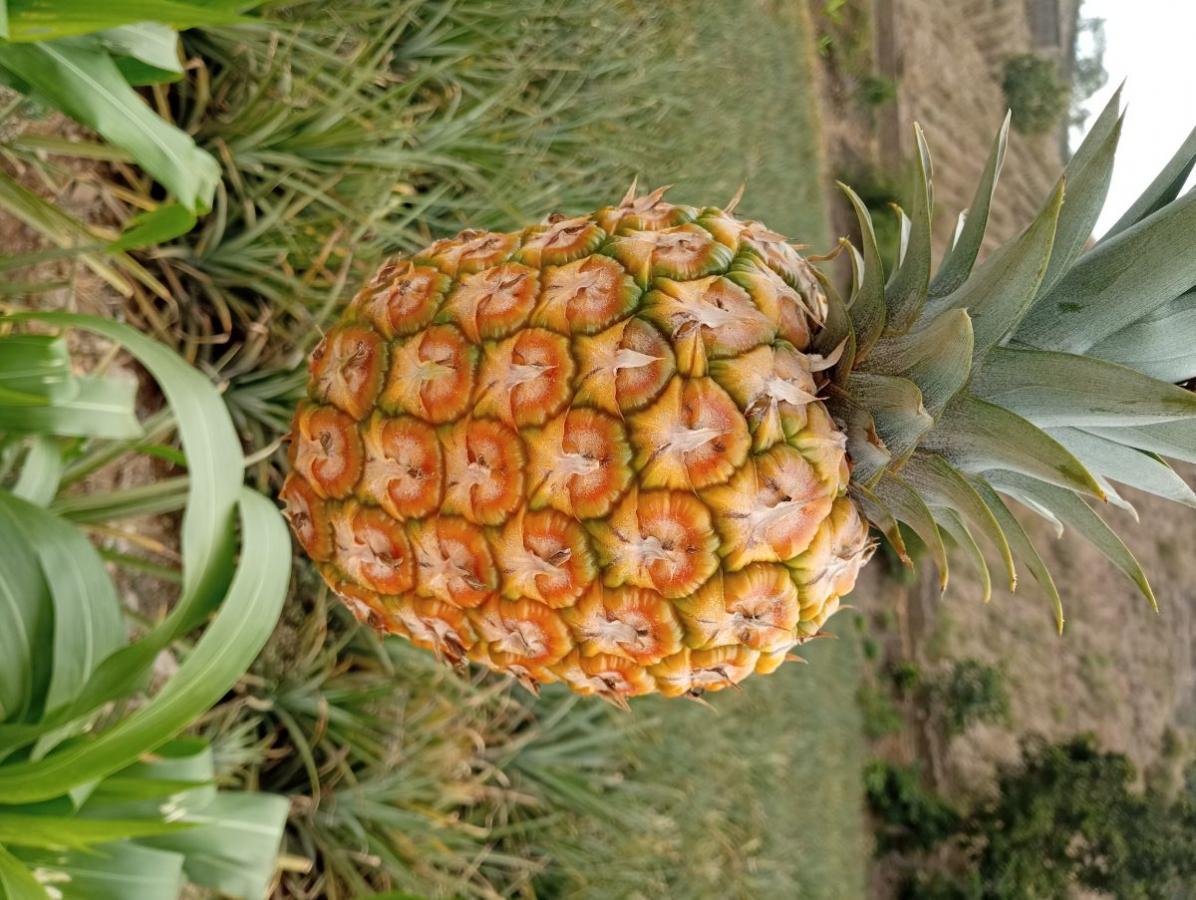 Vendo terreno para casa campo y negocio 