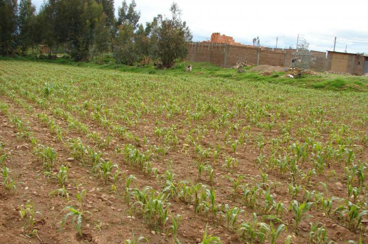 VENTA DE TERRENO EN LA ESPERANZA EL TAMBO HUANCAYO