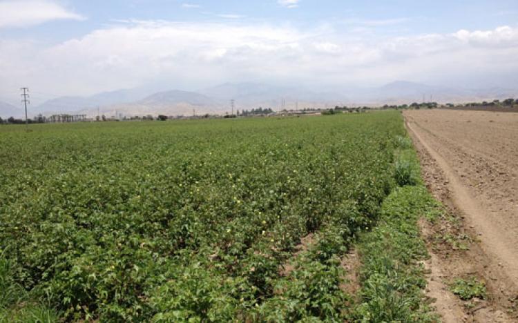 Terrenos de Campo en Condominio, El Carmen, Chincha