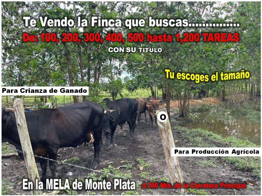 Vendo Finca en Monte Plata, del tamaño que desees:  100, 200, 300, 400, 500 TAREAS ….hasta 1,200. Tú