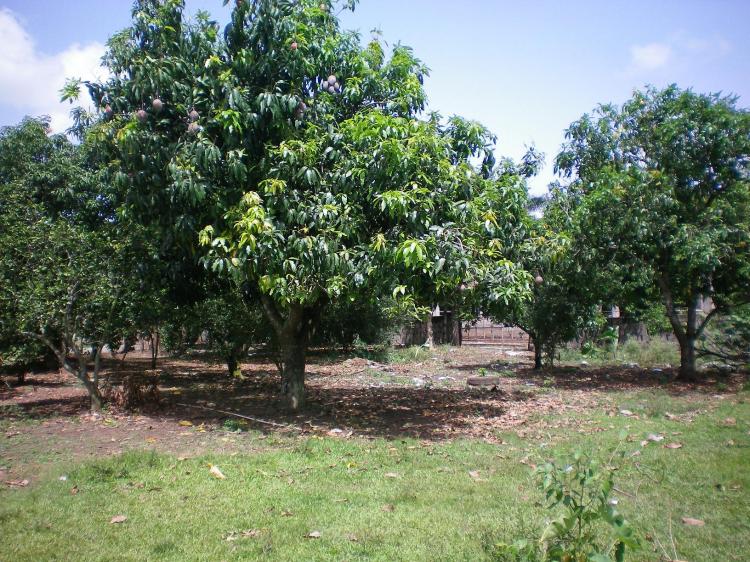 FINCA DE 1100 TAREAS EN  HARAS NACIONALES, STO DGO NORTE