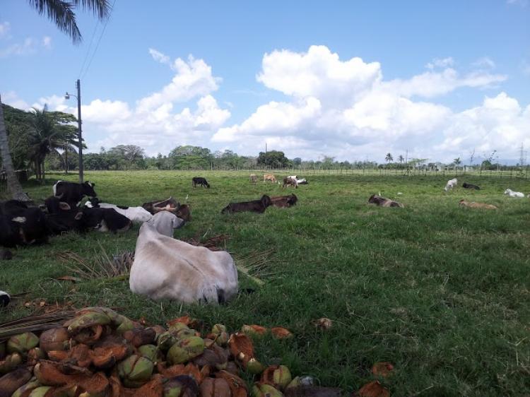 Vendo  1370 tareas de tierra en Castillo