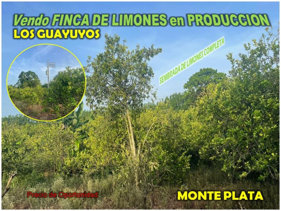 VENDO Finca de Limones en Producción,  57 TAREAS en Monte Plata, PRECIO DE OPORTUNIDAD