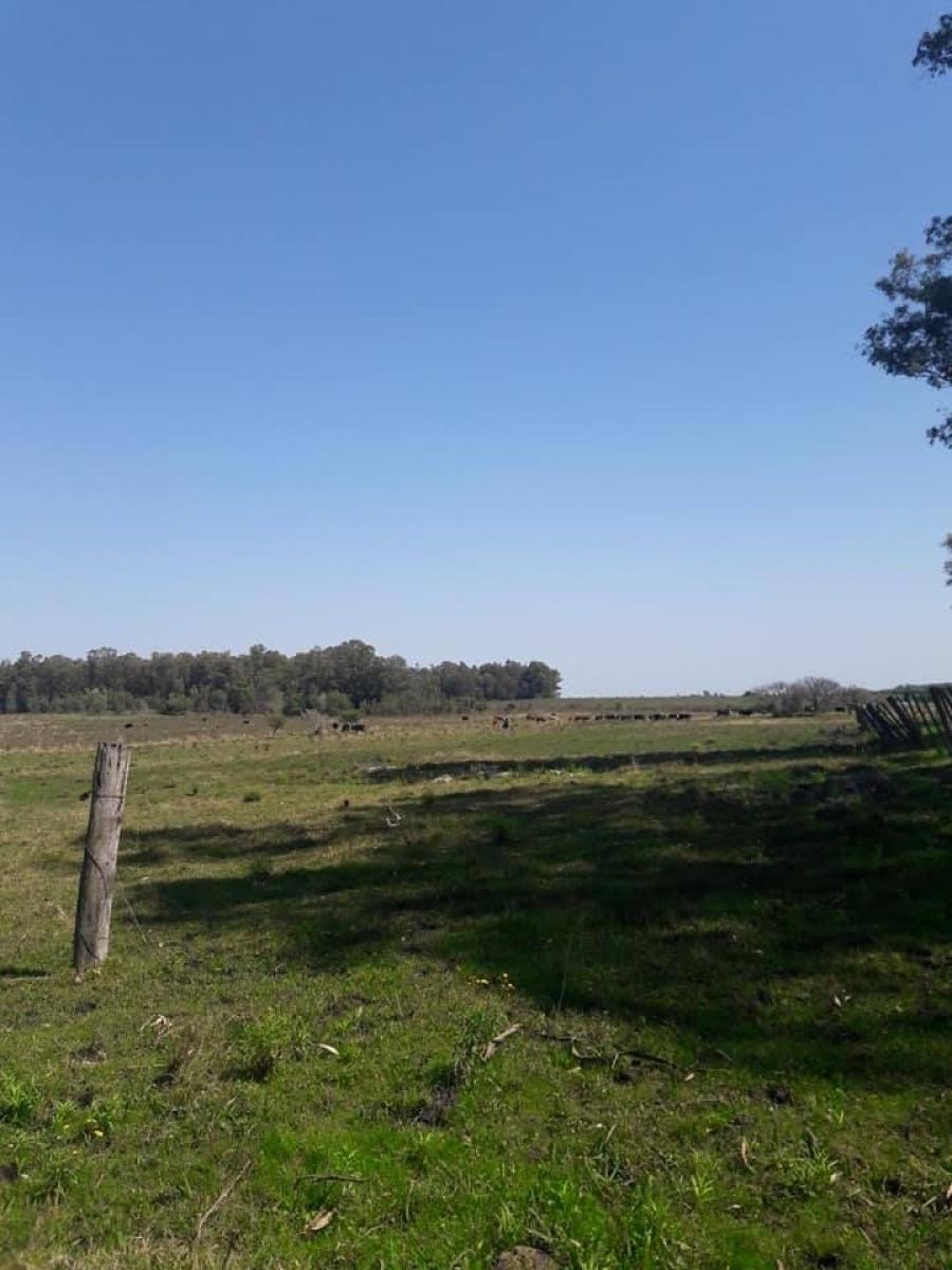 Foto Campo en Venta en PARADA DAYMÀN, Paysandu - U$D 600.000 - CPV7423 - BienesOnLine