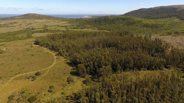 Terreno en Venta en  Punta Colorada, Maldonado