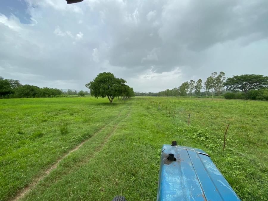 Finca Ganadera 50 Ha, Carabobo, OCTUBRE 2024