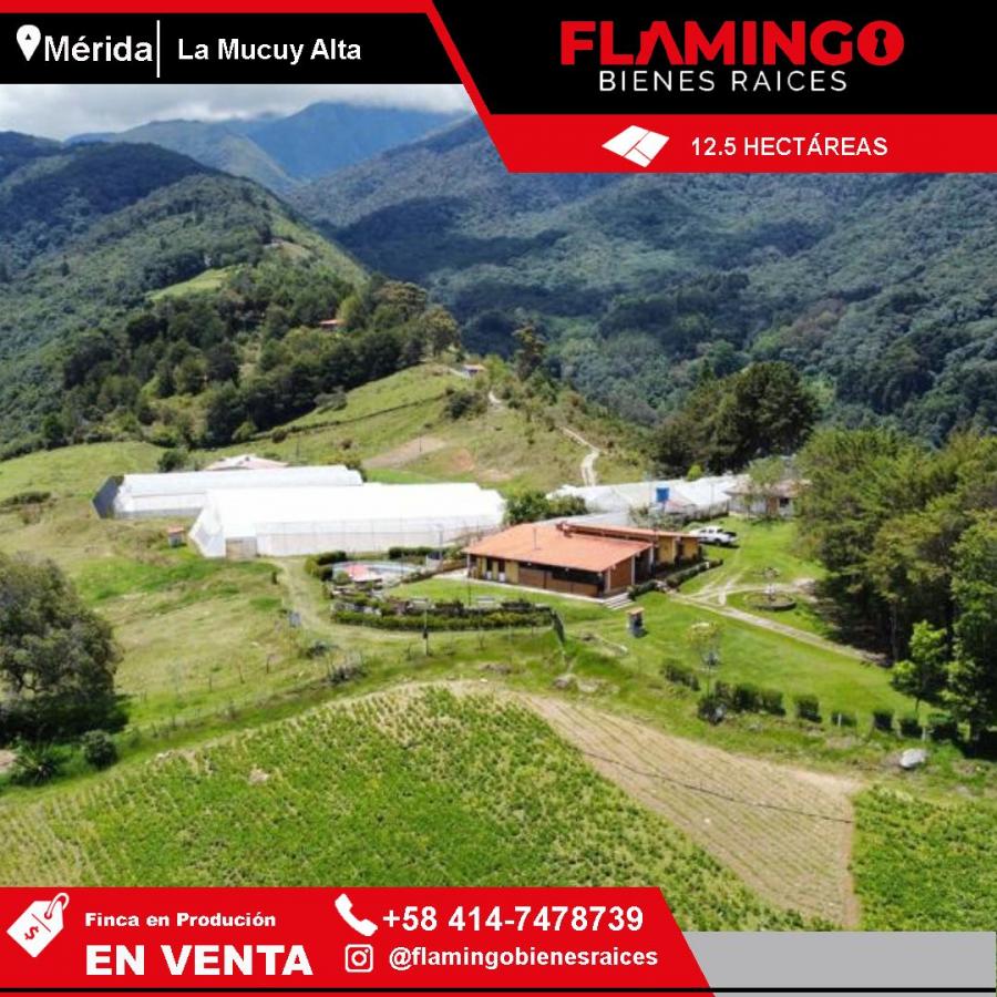 Foto Finca en Venta en Tabay, Mérida - 12 hectareas - U$D 300.000 - FIV231117 - BienesOnLine