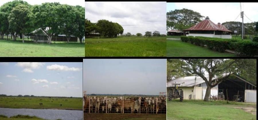 Foto Finca en Venta en Elorza, Totumito, Apure - U$D 4.500.000 - FIV231974 - BienesOnLine