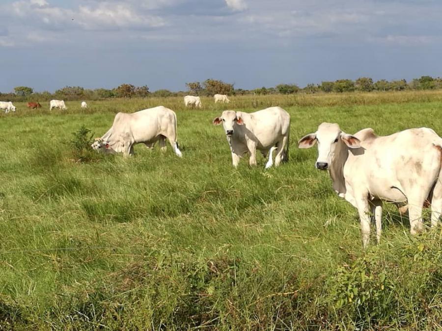 HATO EN VENTA EN GUAYABAL ESTADO GUARICO: 24.000 HECTAREAS Y 3.000 RESES