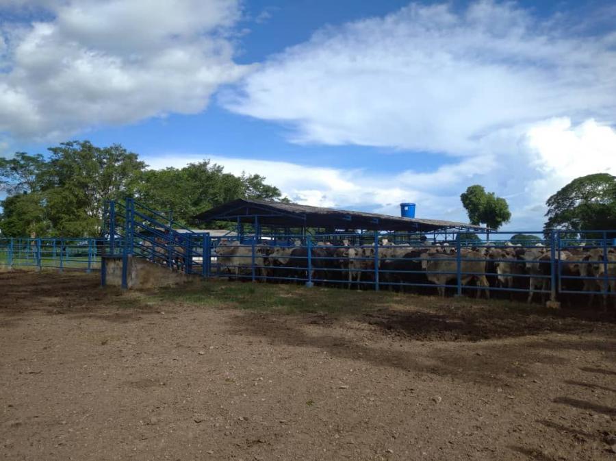 Foto Finca en Venta en Inmobiliaria Agroindustrial, 437 Hectáreas Cojedes Tierra Fértil, Cojedes - 437 hectareas - U$D 1.748.000 - FIV237046 - BienesOnLine